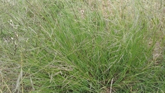 Panicum coloratum