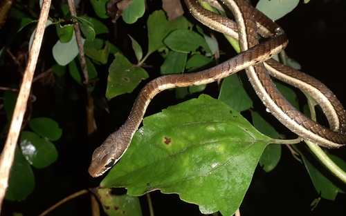 Photo of a Karnataka Bronzeback (Dendrelaphis chairecacos)