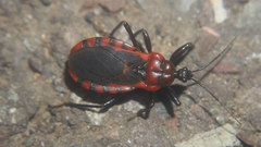 Haematoloecha nigrorufa
