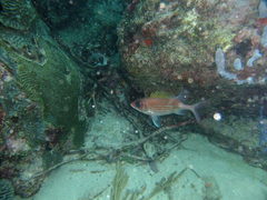 Holocentrus adscensionis