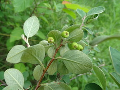 Cotoneaster alaunicus