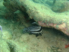 Eques punctatus