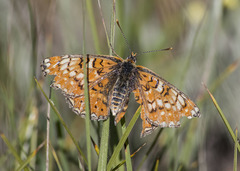 Euphydryas desfontainii