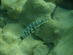 Serranus tigrinus