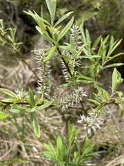 Salix pedicellaris