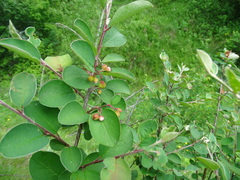 Cotoneaster alaunicus