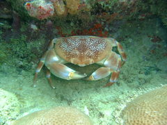 Carpilius corallinus