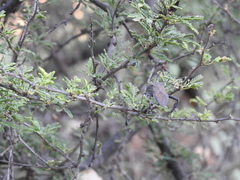 Acanthocephala thomasi
