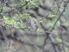 Acanthocephala thomasi