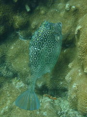 Acanthostracion polygonium