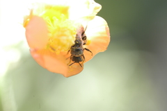 Macroteropsis