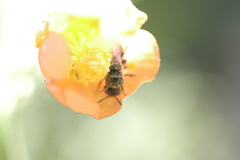 Macroteropsis