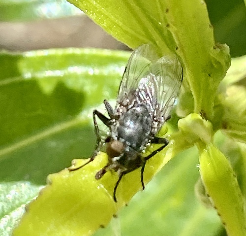 iNaturalist observation photo of Bot Flies, Blow Flies, and Allies