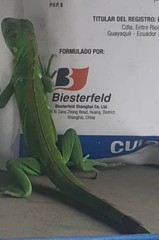 Iguana iguana