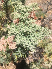 Eriogonum arborescens