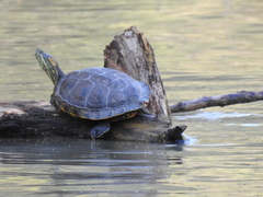Trachemys hartwegi