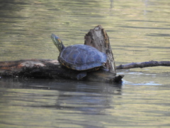 Trachemys hartwegi