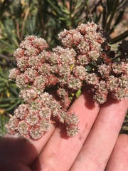 Eriogonum arborescens