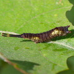 Cerura