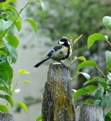 Parus major