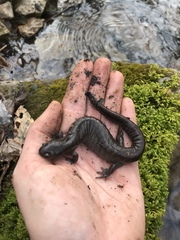 Ambystoma barbouri