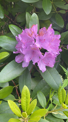 Rhododendron