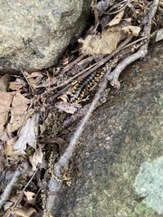 Apheloriini