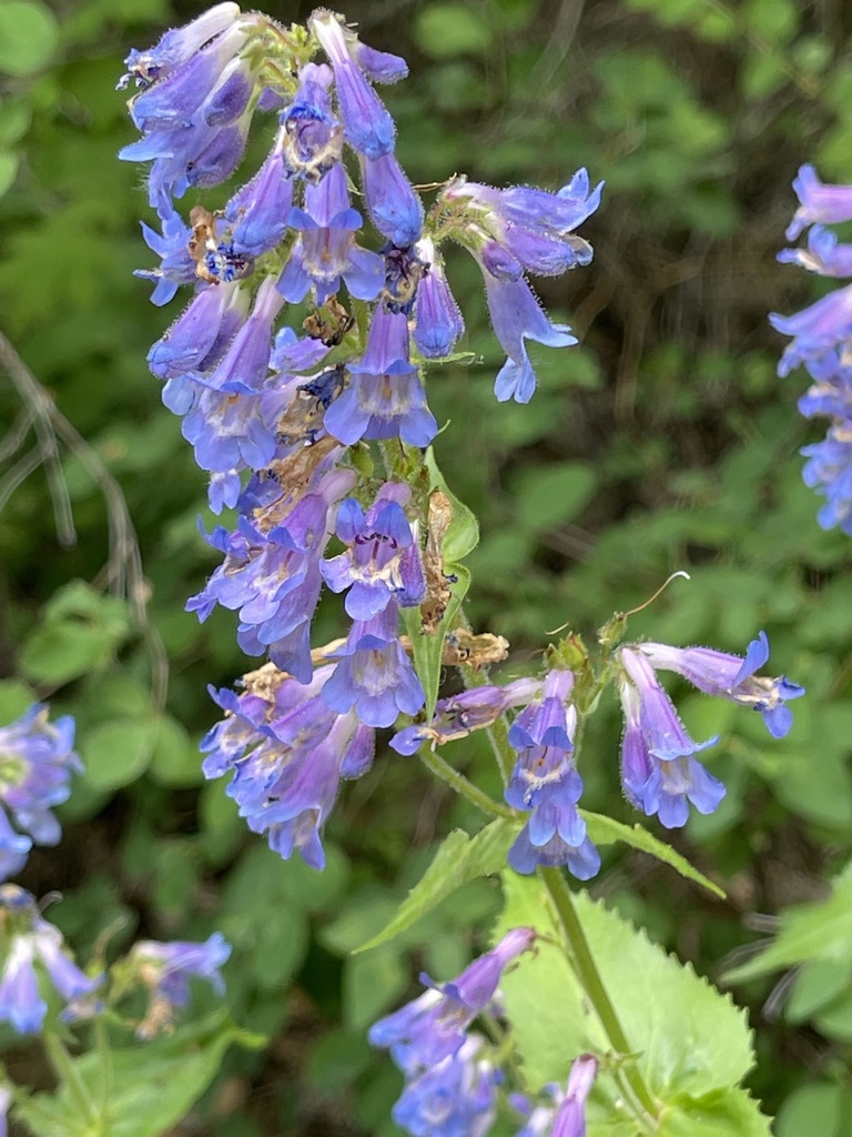 Finetooth Beardtongue