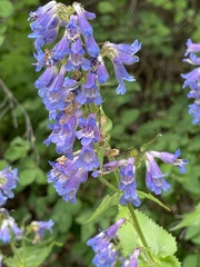 Penstemon subserratus