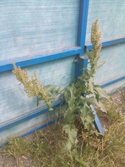 Rumex