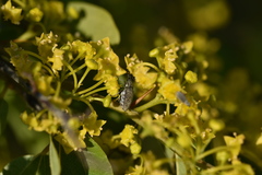 Mycterus curculioides