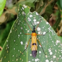 Zelus errans