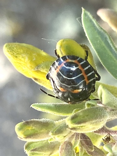 iNaturalist observation photo of Harlequin Bug