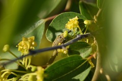 Mycterus curculioides