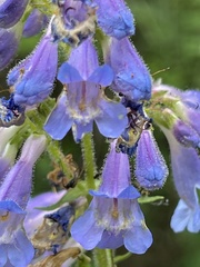 Penstemon subserratus