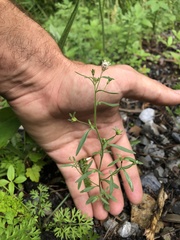 Chaenorhinum