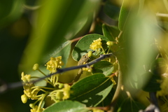 Mycterus curculioides