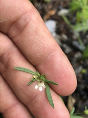 Chaenorhinum