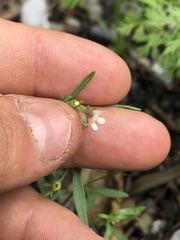 Chaenorhinum