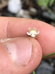 Chaenorhinum