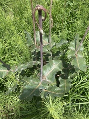 Asclepias amplexicaulis