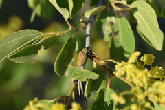 Mycterus curculioides
