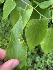 Pachypsylla celtidisumbilicus