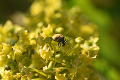 Mycterus curculioides