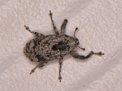 Episcirrus brachialis