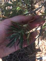 Eriogonum arborescens