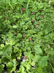 Potentilla indica