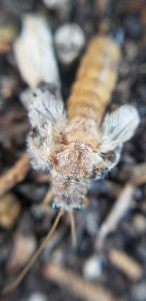 Platystoechotes lineata