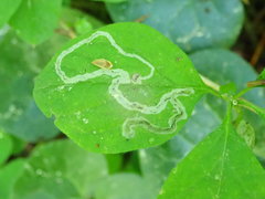 Aulagromyza hendeliana