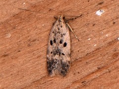 Neodactylota liguritrix